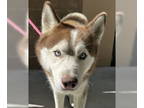 Siberian Husky DOG FOR ADOPTION RGADN-1384397 - Blue - Siberian Husky Dog For