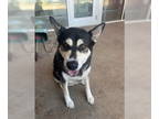 Mix DOG FOR ADOPTION RGADN-1384406 - Lizzie LaRue 59362 - Husky (medium coat)