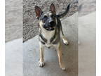 Mix DOG FOR ADOPTION RGADN-1384408 - Bailey Fitzgerald 59309 - Husky /