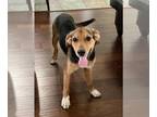 Beagle Mix DOG FOR ADOPTION RGADN-1384409 - Tilly Mae - Totally Cute!