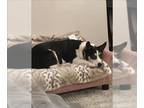 Pembroke Welsh Corgi Mix DOG FOR ADOPTION RGADN-1384422 - RASCAL - Pembroke