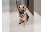 German Shepherd Dog Mix DOG FOR ADOPTION RGADN-1384431 - JADE - German Shepherd