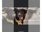 Retriever Mix DOG FOR ADOPTION RGADN-1384436 - Willow - Retriever / Mixed Dog