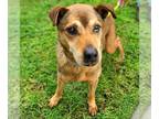 Labrador Retriever Mix DOG FOR ADOPTION RGADN-1384446 - *MUNSON - Labrador