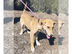 Carolina Dog-Labrador Retriever Mix DOG FOR ADOPTION RGADN-1384452 - Turner -