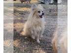 Pomeranian DOG FOR ADOPTION RGADN-1384482 - Farah - Pomeranian (long coat) Dog