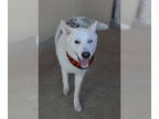 Huskies Mix DOG FOR ADOPTION RGADN-1384492 - Bram - Husky / Mixed Dog For