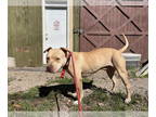 American Pit Bull Terrier DOG FOR ADOPTION RGADN-1384499 - Jojo - Pit Bull