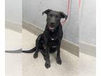 American Bandogge mastiff DOG FOR ADOPTION RGADN-1384508 - *LILY - Mastiff / Pit
