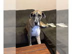 Great Dane DOG FOR ADOPTION RGADN-1384521 - Keyva - Great Dane Dog For Adoption