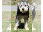 Labradoodle DOG FOR ADOPTION RGADN-1384548 - Professor Pickles 40624 - Poodle