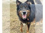 Australian Shepherd DOG FOR ADOPTION RGADN-1384560 - 2410-0902 Blue - Australian