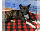 Plott Hound Mix DOG FOR ADOPTION RGADN-1384562 - Realynn - Shepherd / Plott