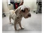 Poodle (Miniature) Mix DOG FOR ADOPTION RGADN-1384563 - JAX - Poodle (Miniature)