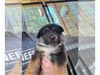 Australian Shepherd Mix DOG FOR ADOPTION RGADN-1384564 - ALEX - Australian