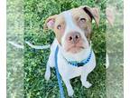 American Pit Bull Terrier-Pointer Mix DOG FOR ADOPTION RGADN-1384572 - SAGE -