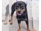 Rottweiler Mix DOG FOR ADOPTION RGADN-1384593 - MAY - Rottweiler / Mixed (medium