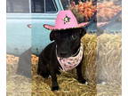 Chiweenie DOG FOR ADOPTION RGADN-1384607 - Nugget formerly known as June -