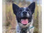Pembroke Welsh Corgi Mix DOG FOR ADOPTION RGADN-1384609 - Yabbo - Australian