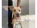 Shepradors DOG FOR ADOPTION RGADN-1384612 - SKYLAR - Labrador Retriever / German