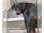 Doberman Pinscher DOG FOR ADOPTION RGADN-1384617 - CHASE - Doberman Pinscher