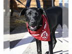 Mountain Cur Mix DOG FOR ADOPTION RGADN-1384622 - Wolfie Woodpecker *LOCAL* MEET