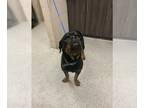 Rottweiler Mix DOG FOR ADOPTION RGADN-1384642 - RHETT - Rottweiler / Mixed