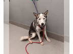 Huskies Mix DOG FOR ADOPTION RGADN-1384656 - *BLIZZARD - Husky / Mixed (medium