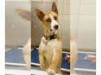 Labrador Retriever-Siberian Husky Mix DOG FOR ADOPTION RGADN-1384692 - *PEBBLES