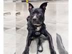 Huskies -Labrador Retriever Mix DOG FOR ADOPTION RGADN-1384706 - Frank -