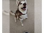 Mix DOG FOR ADOPTION RGADN-1384708 - Khaleesi - Husky Dog For Adoption