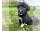Huskies Mix DOG FOR ADOPTION RGADN-1384711 - Wombat - Poodle (unknown type) /