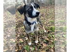 Border Collie-Huskies Mix DOG FOR ADOPTION RGADN-1384712 - Raven - Husky /