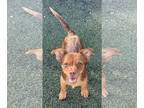 Pomeranian Mix DOG FOR ADOPTION RGADN-1384730 - Chase - Terrier / Pomeranian /