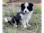 Border Collie DOG FOR ADOPTION RGADN-1384731 - Willow - Border Collie (long