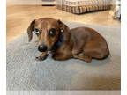 Dachshund Mix DOG FOR ADOPTION RGADN-1384736 - Loki - Dachshund / Mixed Dog For