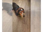 Coonhound DOG FOR ADOPTION RGADN-1384746 - Rico - Coonhound Dog For Adoption