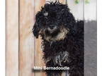 Bernese Mountain Dog-Spaniel Mix DOG FOR ADOPTION RGADN-1384750 - Harry the
