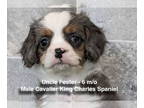 Cavapoo DOG FOR ADOPTION RGADN-1384753 - Uncle Fester - Cavalier King Charles