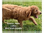 Golden Irish DOG FOR ADOPTION RGADN-1384755 - Rowan - Irish Setter / Golden