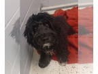 Shih Tzu Mix DOG FOR ADOPTION RGADN-1384764 - Midnight - Schnauzer / Shih Tzu /