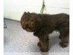 Poodle (Standard) Mix DOG FOR ADOPTION RGADN-1384774 - A1234921 - Poodle