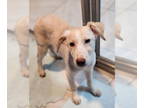 Labrador Retriever Mix DOG FOR ADOPTION RGADN-1384776 - Winnie - Labrador
