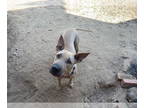 Chinese Shar-Pei-Thai Ridgeback Mix DOG FOR ADOPTION RGADN-1384778 - Penny -