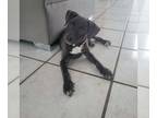 Labrador Retriever Mix DOG FOR ADOPTION RGADN-1384784 - Larissa PR Bl Lab pup -