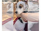 Beagle Mix DOG FOR ADOPTION RGADN-1384785 - Charlie - Beagle / Mixed (short