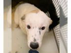 Great Pyrenees DOG FOR ADOPTION RGADN-1384791 - Ellie Mae Clampett 60277 - Great
