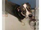 Mix DOG FOR ADOPTION RGADN-1384801 - Ratso Rizzo 59494 - Husky / Shepherd