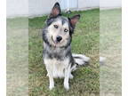 Huskies Mix DOG FOR ADOPTION RGADN-1384804 - **LOUIE** - Husky / Shepherd /