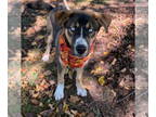 Huskies Mix DOG FOR ADOPTION RGADN-1384807 - Ghostface - Husky / Mixed (short
